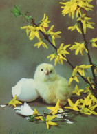 EASTER CHICKEN EGG Vintage Postcard CPSM #PBO999.GB - Easter