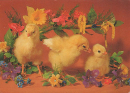 EASTER CHICKEN Vintage Postcard CPSM #PBO934.GB - Easter