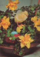 EASTER CHICKEN EGG Vintage Postcard CPSM #PBP062.GB - Easter