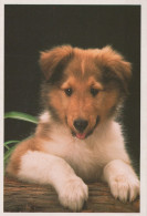 PERRO Animales Vintage Tarjeta Postal CPSM #PAN633.ES - Dogs