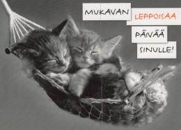 GATO GATITO Animales Vintage Tarjeta Postal CPSM Unposted #PAM442.ES - Cats