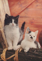 GATO GATITO Animales Vintage Tarjeta Postal CPSM #PAM312.ES - Cats
