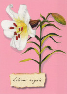 FLEURS Vintage Carte Postale CPSM #PBZ098.FR - Flowers