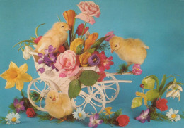 PÂQUES POULET Vintage Carte Postale CPSM #PBO936.FR - Easter