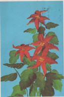 FLOWERS Vintage Ansichtskarte Postkarte CPSM #PAR811.DE - Flowers