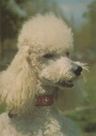 HUND Tier Vintage Ansichtskarte Postkarte CPSM #PAN897.DE - Dogs