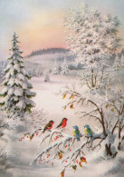 VOGEL Tier Vintage Ansichtskarte Postkarte CPSM #PAM821.DE - Birds