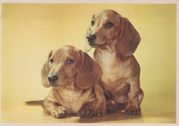 HUND Tier Vintage Ansichtskarte Postkarte CPSM #PAN443.DE - Hunde