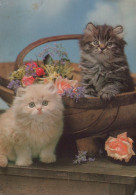 KATZE MIEZEKATZE Tier Vintage Ansichtskarte Postkarte CPSM #PAM634.DE - Katzen