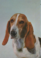 HUND Tier Vintage Ansichtskarte Postkarte CPSM #PAN505.DE - Hunde
