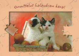 KATZE MIEZEKATZE Tier Vintage Ansichtskarte Postkarte CPSM Unposted #PAM444.DE - Katzen