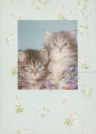 KATZE MIEZEKATZE Tier Vintage Ansichtskarte Postkarte CPSM #PAM314.DE - Katzen