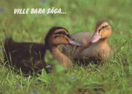 VOGEL Tier Vintage Ansichtskarte Postkarte CPSM #PAM698.DE - Oiseaux