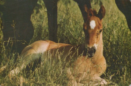 CABALLO Animales Vintage Tarjeta Postal CPA #PKE882.ES - Paarden