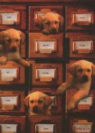 PERRO Animales Vintage Tarjeta Postal CPSM #PBQ526.ES - Chiens