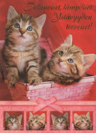 GATO GATITO Animales Vintage Tarjeta Postal CPSM #PBQ978.ES - Chats