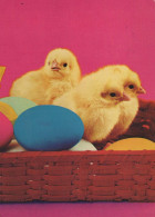 PASCUA POLLO HUEVO Vintage Tarjeta Postal CPSM #PBO623.ES - Easter