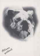 CANE Animale Vintage Cartolina CPSM #PAN967.IT - Dogs