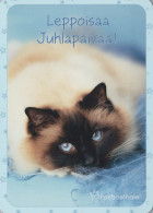 GATTO KITTY Animale Vintage Cartolina CPSM #PAM568.IT - Cats