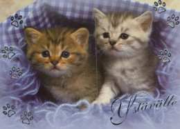 GATTO KITTY Animale Vintage Cartolina CPSM Unposted #PAM445.IT - Katzen