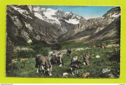 Paysages Alpestres N°61 Pâturage Troupeau De Vaches VOIR ZOOM Chèvre Et VOIR DOS - Veeteelt