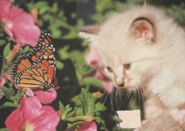 GATTO KITTY Animale Vintage Cartolina CPSM #PAM635.IT - Cats