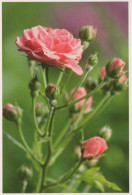 FLOWERS Vintage Ansichtskarte Postkarte CPSM #PBZ639.DE - Flowers