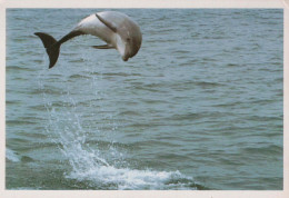 DELPHINs Tier Vintage Ansichtskarte Postkarte CPSM #PBS672.DE - Dolphins