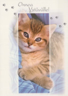 KATZE MIEZEKATZE Tier Vintage Ansichtskarte Postkarte CPSM #PBQ917.DE - Katzen