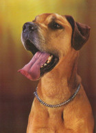 HUND Tier Vintage Ansichtskarte Postkarte CPSM #PBQ598.DE - Hunde