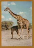 GIRAFFE Animale Vintage Cartolina CPSM #PBS955.IT - Girafes