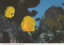 PESCE Animale Vintage Cartolina CPSM #PBS886.IT - Fische Und Schaltiere