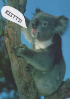 KOALA Animale Vintage Cartolina CPSM #PBS239.IT - Autres & Non Classés