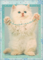 GATTO KITTY Animale Vintage Cartolina CPSM #PBQ918.IT - Cats