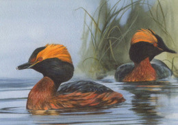 UCCELLO Animale Vintage Cartolina CPSM #PBR571.IT - Birds