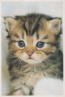 GATTO KITTY Animale Vintage Cartolina CPSM #PBQ856.IT - Chats