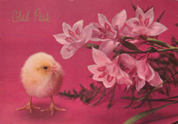 PASQUA POLLO Vintage Cartolina CPSM #PBO875.IT - Easter