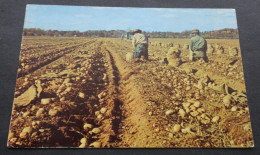 Long Island - Harvesting Long Island Potatoes -Tomlin Art Co., Northport, N.Y. - Long Island