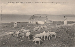Gris - Nez : Poste De Douaniers Et Troupeau De Moutons. - Autres & Non Classés