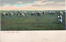 1904circa-Ungheria "Hortobagy Bestiame Al Pascolo" - Hungary