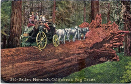 1914-U.S.A. Cartolina Diretta In Italia "Fallen Monarch California Big Trees" - Otros & Sin Clasificación