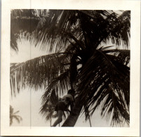 Photographie Photo Vintage Snapshot Anonyme Enfant Palmier Grimper  - Other & Unclassified