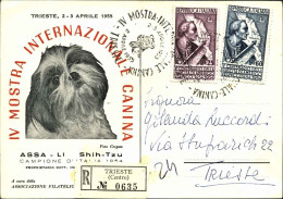 1955-IV Mostra Internazionale Canina Cartolina Raccomandata Con Intestazione Pub - 1946-60: Marcofilie