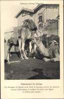 CPA Ägypten, Kamele Bei Der Rast - Autres & Non Classés