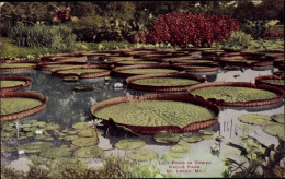CPA Saint Louis Missouri USA, Tower Grove Park, Lily Pond - Other & Unclassified