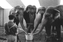 Eléphants - Cirque Knie  1985 - Heini Stucki - Elephants