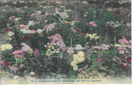 NAGASAKI - JAPON - T.Belle Vue Couleur De'une Exposition De Chrysanthèmes - Sonstige & Ohne Zuordnung