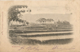 INDONESIA - RYSTVELDEN - PUB. SALZWEDEL N° 26 - 1901 - Indonesië