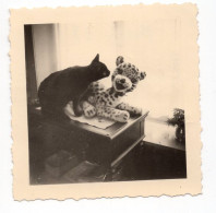 Snapshot Mini Photo Carré Chat Cat Gato Leopard Poupée Doll Jouet Toy Peluche Humour - Personnes Anonymes