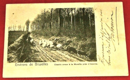 ASSE  - ASSCHE  -  Chemin Creux à La Morette  Près D' Assche   -  1904   - - Asse